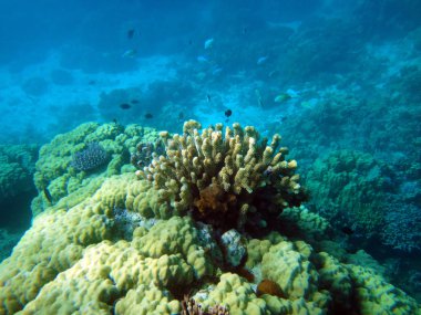 Sealife huzur Adası,: Efate, Vanuatu