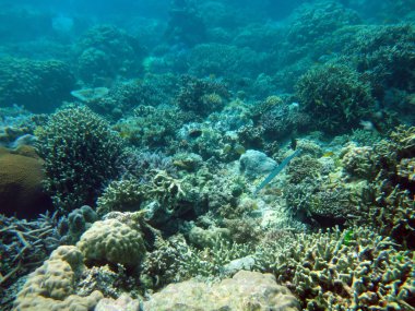Sealife huzur Adası,: Efate, Vanuatu