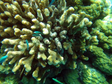 Sealife huzur Adası,: Efate, Vanuatu