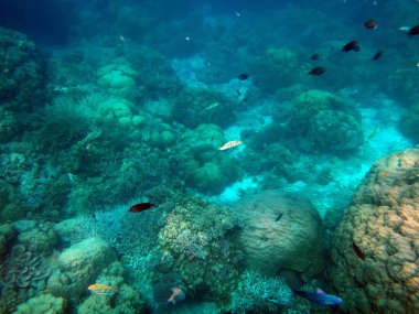 Sealife huzur Adası,: Efate, Vanuatu