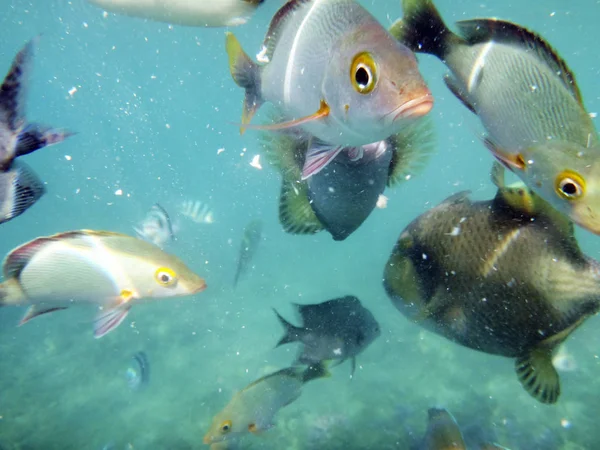 Sealife Luganville Espiritu Santo Vanuatu — Photo