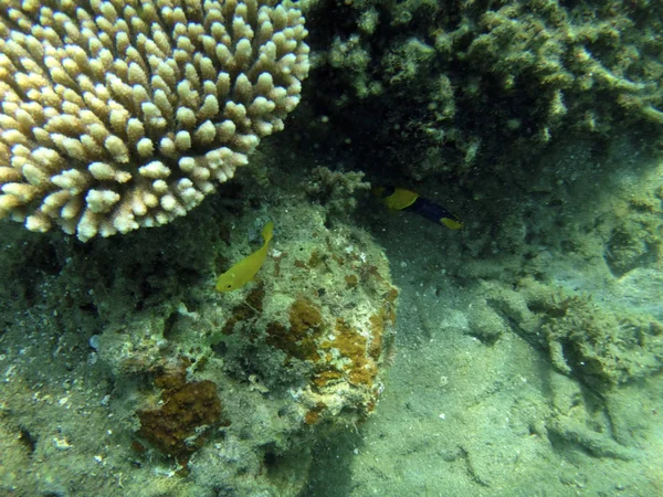 Sealife Luganville Espiritu Santo Vanuatu — Fotografia de Stock