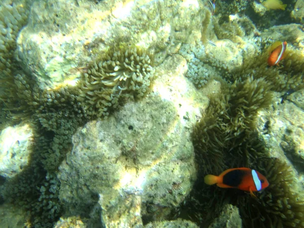 Sealife Luganville Espiritu Santo Vanuatu — Zdjęcie stockowe