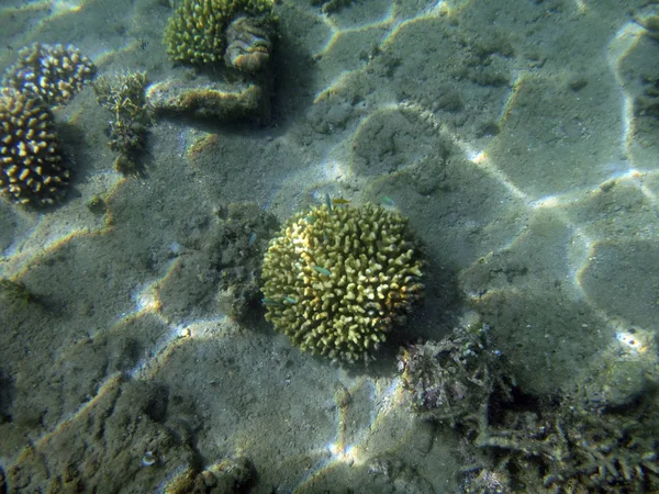 Sealife Luganville Espiritu Santo Vanuatu — Stock fotografie