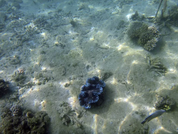 Sealife Luganville Espiritu Santo Vanuatu — Stock Photo, Image