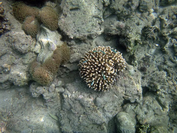 Sealife Luganville Espíritu Santo Vanuatu —  Fotos de Stock