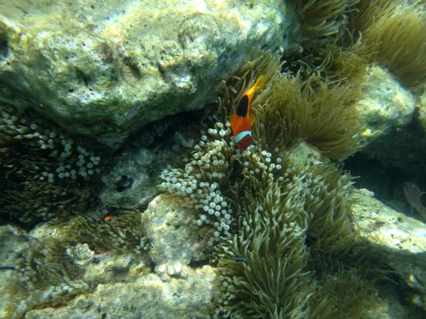 Sealife Luganville Espiritu Santo Vanuatu — Stock Photo, Image