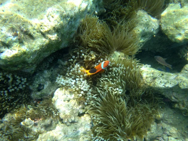 Sealife Luganville Espiritu Santo Vanuatu — Stock Photo, Image