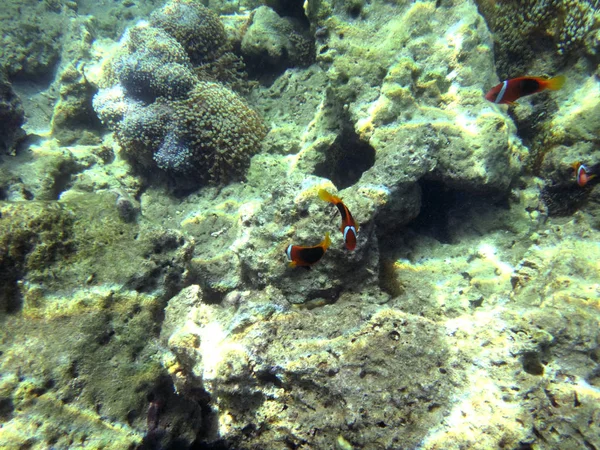 Sealife Luganville Espiritu Santo Vanuatu — Stock Photo, Image