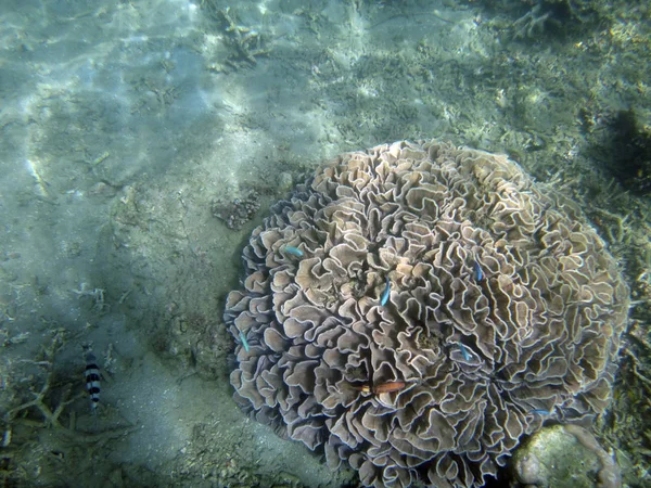 Sealife Luganville Espiritu Santo Vanuatu — Fotografia de Stock