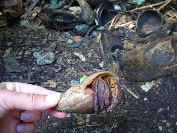 Coconut crabs, Tranquility Island, Efate, Vanuatu.