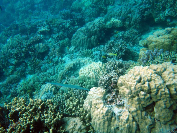 静かな島 エファテ島 バヌアツのシーライフ — ストック写真