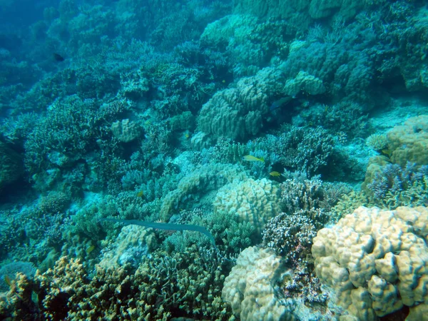 Sealife Ilha Tranquilidade Efate Vanuatu — Fotografia de Stock