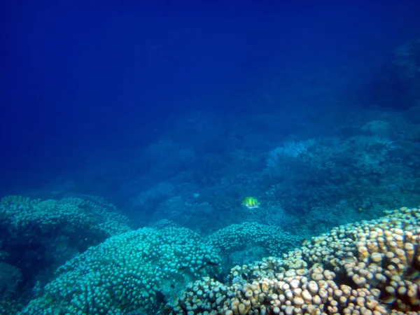 Sealife Der Ruhigen Insel Efate Vanuatu — Stockfoto