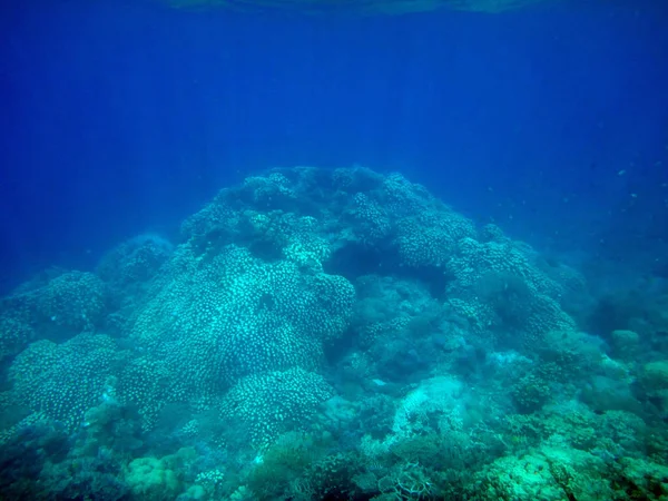 Sealife Остров Спокойствия Эфате Вануату — стоковое фото