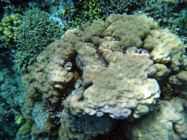 Sealife Wyspy Spokoju Efate Vanuatu — Zdjęcie stockowe