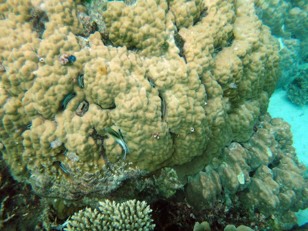 Sealife Tranquillité Île Efate Vanuatu — Photo