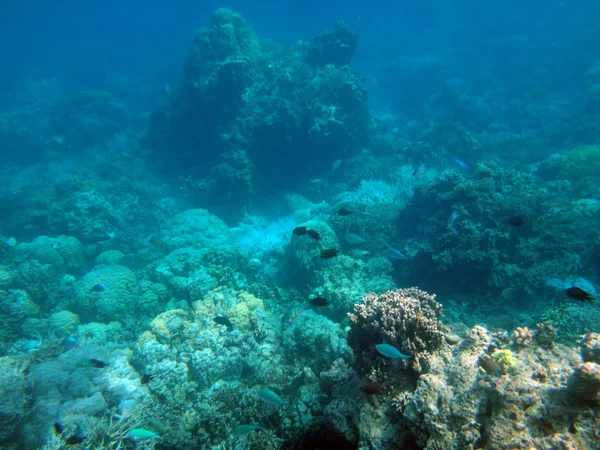 Sealife Tranquillité Île Efate Vanuatu — Photo