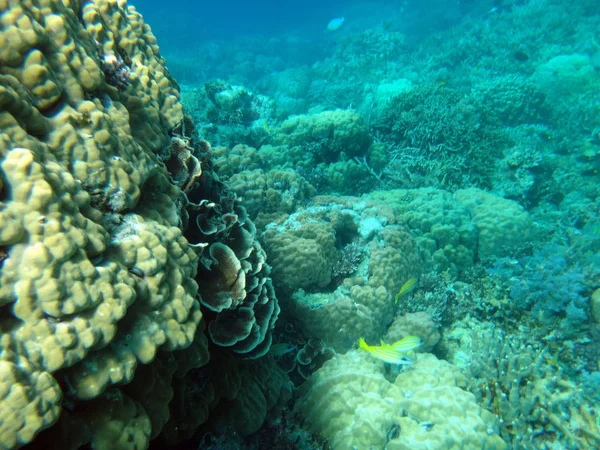 静かな島 エファテ島 バヌアツのシーライフ — ストック写真