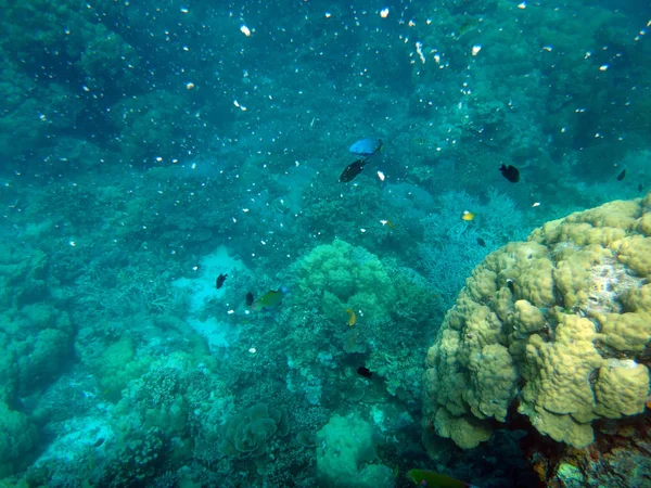 Sealife Klid Ostrova Efate Vanuatu — Stock fotografie