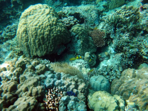 Sealife Ilha Tranquilidade Efate Vanuatu — Fotografia de Stock