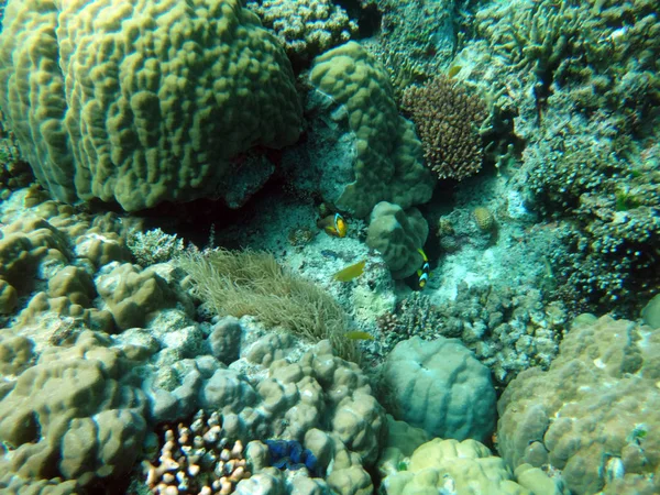 Sealife Ilha Tranquilidade Efate Vanuatu — Fotografia de Stock