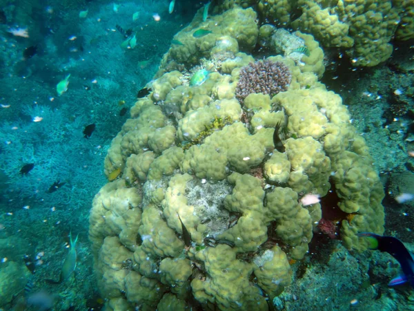 Sealife Wyspy Spokoju Efate Vanuatu — Zdjęcie stockowe