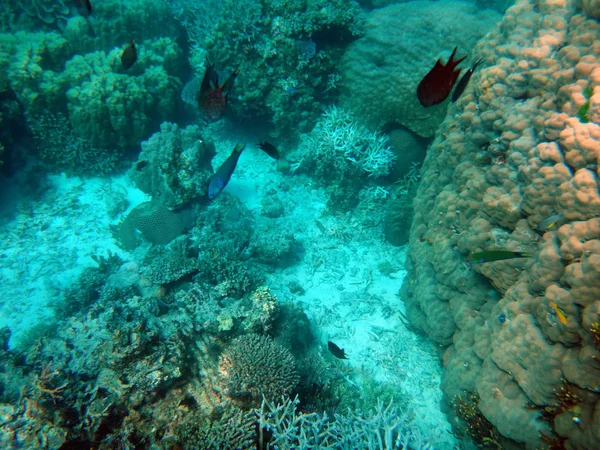 Sealife Ilha Tranquilidade Efate Vanuatu — Fotografia de Stock