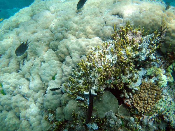 Sealife Ilha Tranquilidade Efate Vanuatu — Fotografia de Stock