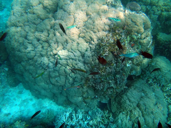 Sealife Ilha Tranquilidade Efate Vanuatu — Fotografia de Stock