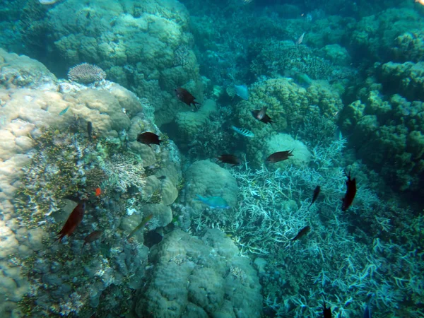 Sealife Ilha Tranquilidade Efate Vanuatu — Fotografia de Stock