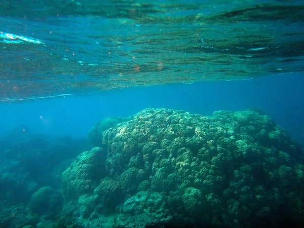 Sealife Tranquillité Île Efate Vanuatu — Photo