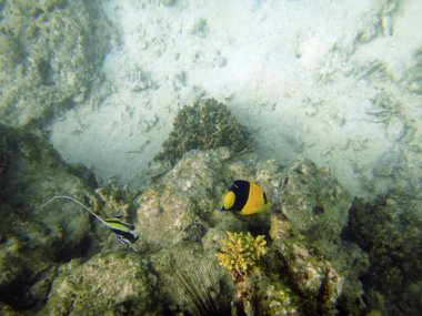 Sealife Port Vila Harbor,: Efate, Vanuatu
