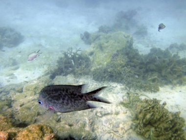 Sealife Port Vila Harbor,: Efate, Vanuatu