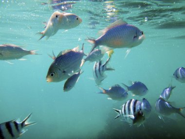 Sealife Port Vila Harbor,: Efate, Vanuatu
