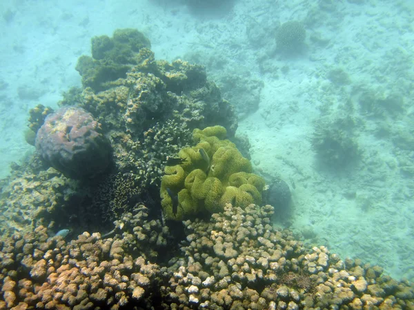 Sealife Port Vila Harbor Efate Vanuatu — Stock Photo, Image