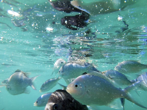 Sealife Port Vila Harbor Efate Vanuatu — Photo