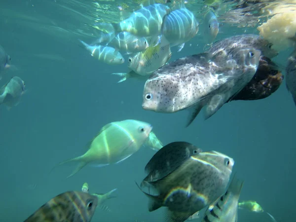 Sealife Από Λιμάνι Της Βίλα Efate Βανουάτου — Φωτογραφία Αρχείου