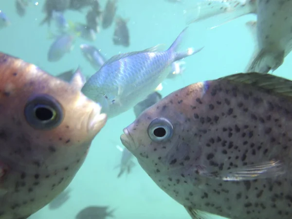 Sealife Port Vila Harbor Efate Vanuatu — Photo