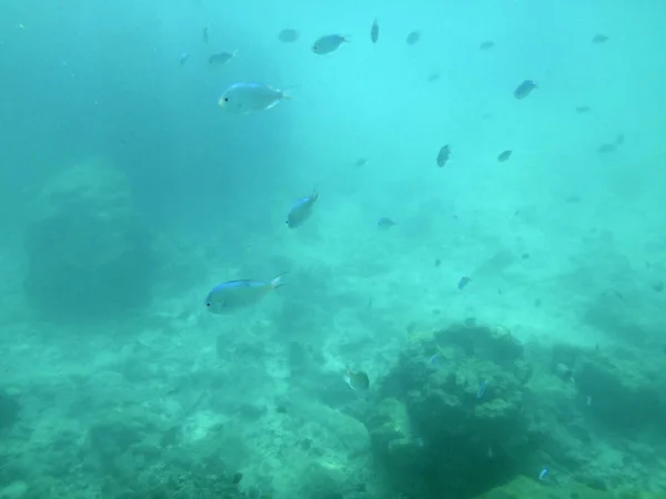 Sealife Port Vila Harbor Efate Vanuatu — Stock Photo, Image