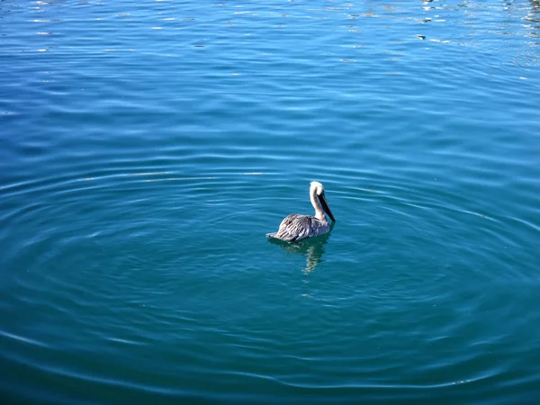 Black Pelicans Cabo San Lucas Baja California Mexico — Stock Photo, Image