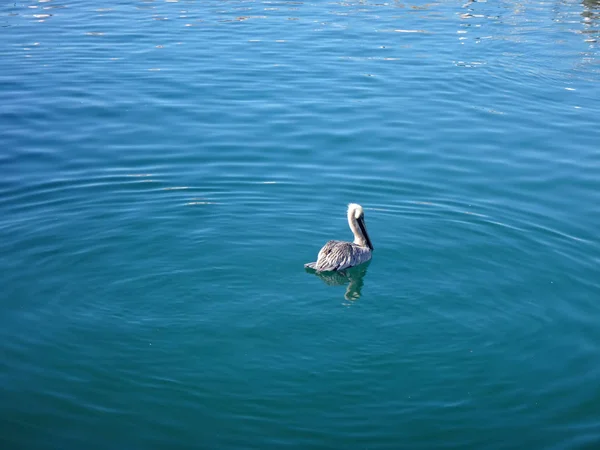 Pélicans Noirs Cabo San Lucas Basse Californie Mexique — Photo