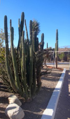 La Paz, Baja California Sur, Meksika sahne.