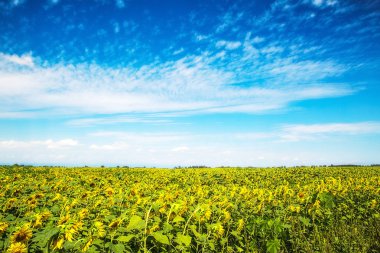 Güzel güneşli havalarda bazı bulutlar mavi bir gökyüzü ve ayçiçeği bir alan ile. Güzel tarım arka plan.