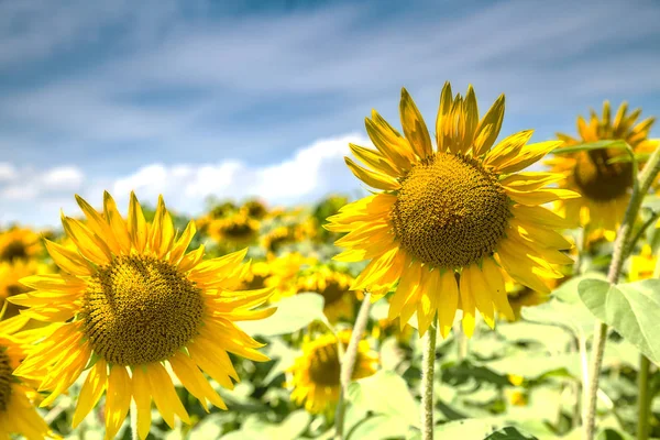 Fine Sunny Weather Some Clouds Blue Sky Sunflower Field Beautiful — Stock Photo, Image