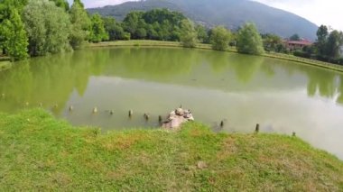 Kaplumbağaları ile parkta gölet. Güneşli bir günde bir gölet Park, güneşlenme su kaplumbağası.