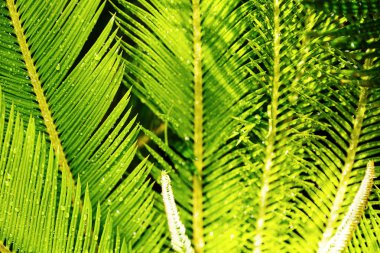 Yaratıcı tropikal yeşil palmiye yaprakları kapatın. Doğa yeşil arka plan. Düz yatıyordu.