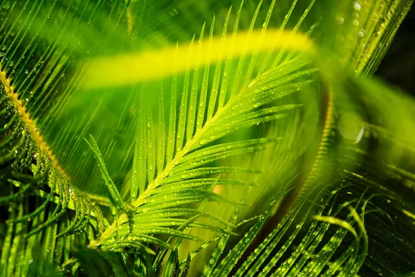 Primer Plano Creativo Hojas Palma Verde Tropical Fondo Verde Naturaleza —  Fotos de Stock
