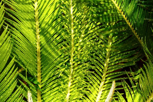 Hautnah Kreative Tropische Grüne Palmenblätter Natur Grünen Hintergrund Flache Lage — Stockfoto