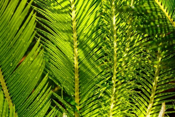 Primer Plano Creativo Hojas Palma Verde Tropical Fondo Verde Naturaleza — Foto de Stock